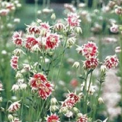 Picture of Aquilegia - Nora Barlow